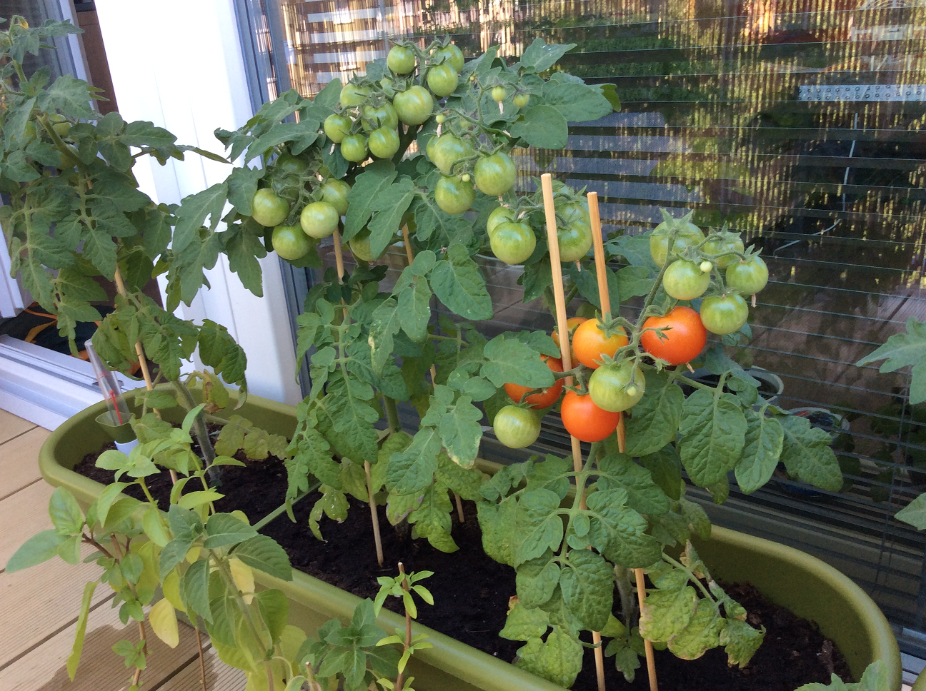 Cherry paradajky pestované na lodžii